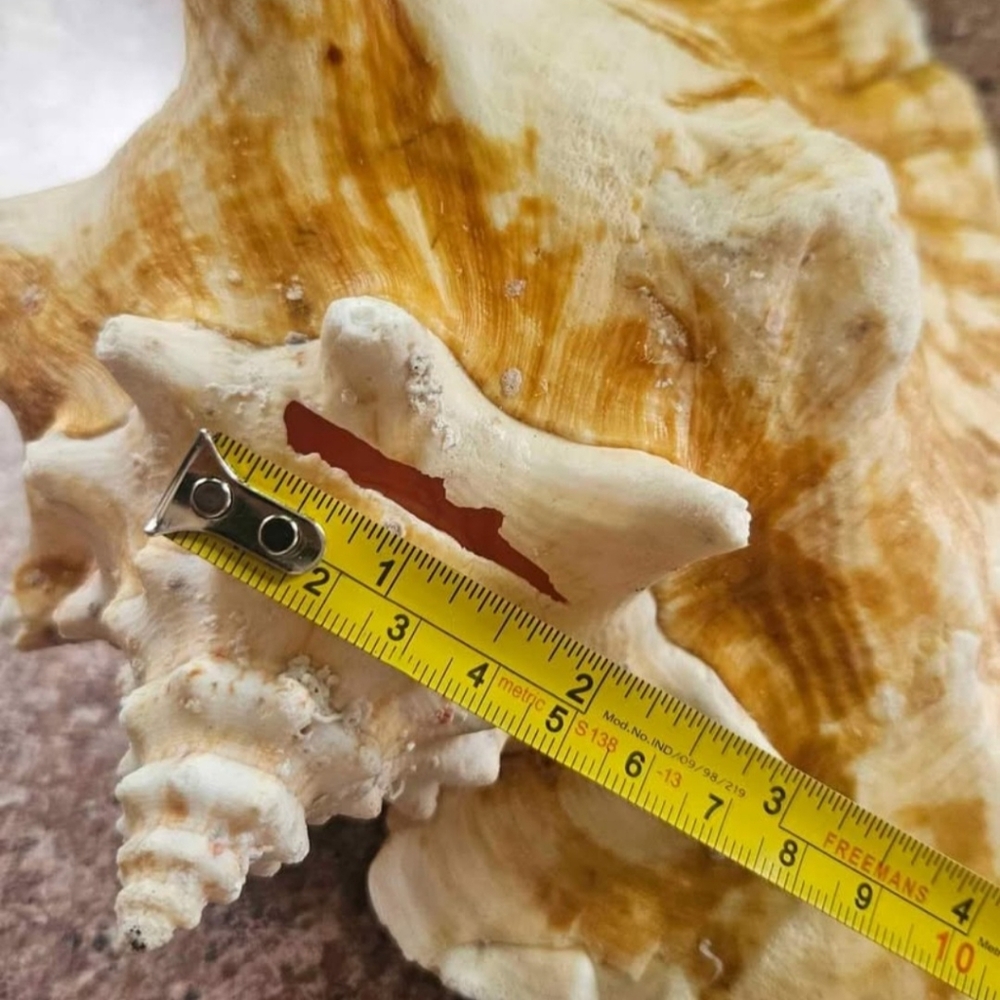 Natural Shell, Vintage - Picture 9 of 10